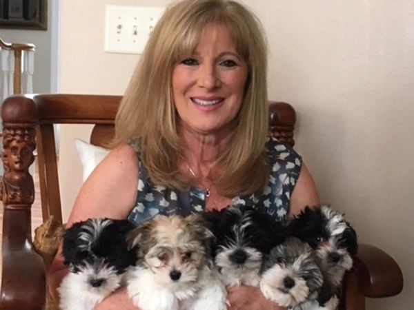 Connie Banitt Havanese breeder