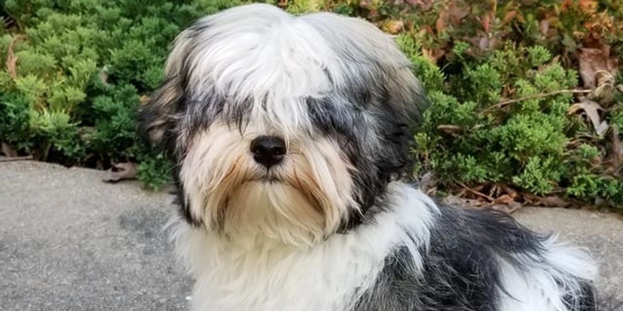 Luv Bug Havanese