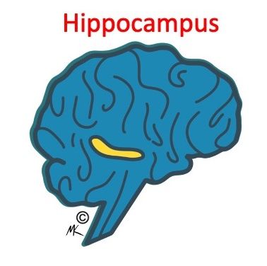 hippocampus brain