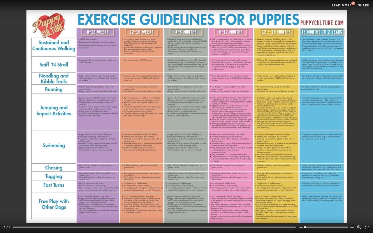 The Dog Exercise Guide