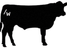 Wilson Cattle Company