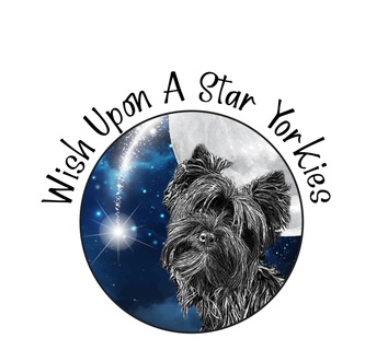 Wish Upon A Star Yorkies 