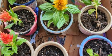 Colorful potted plants with vibrant flowers arranged on a wooden surface.