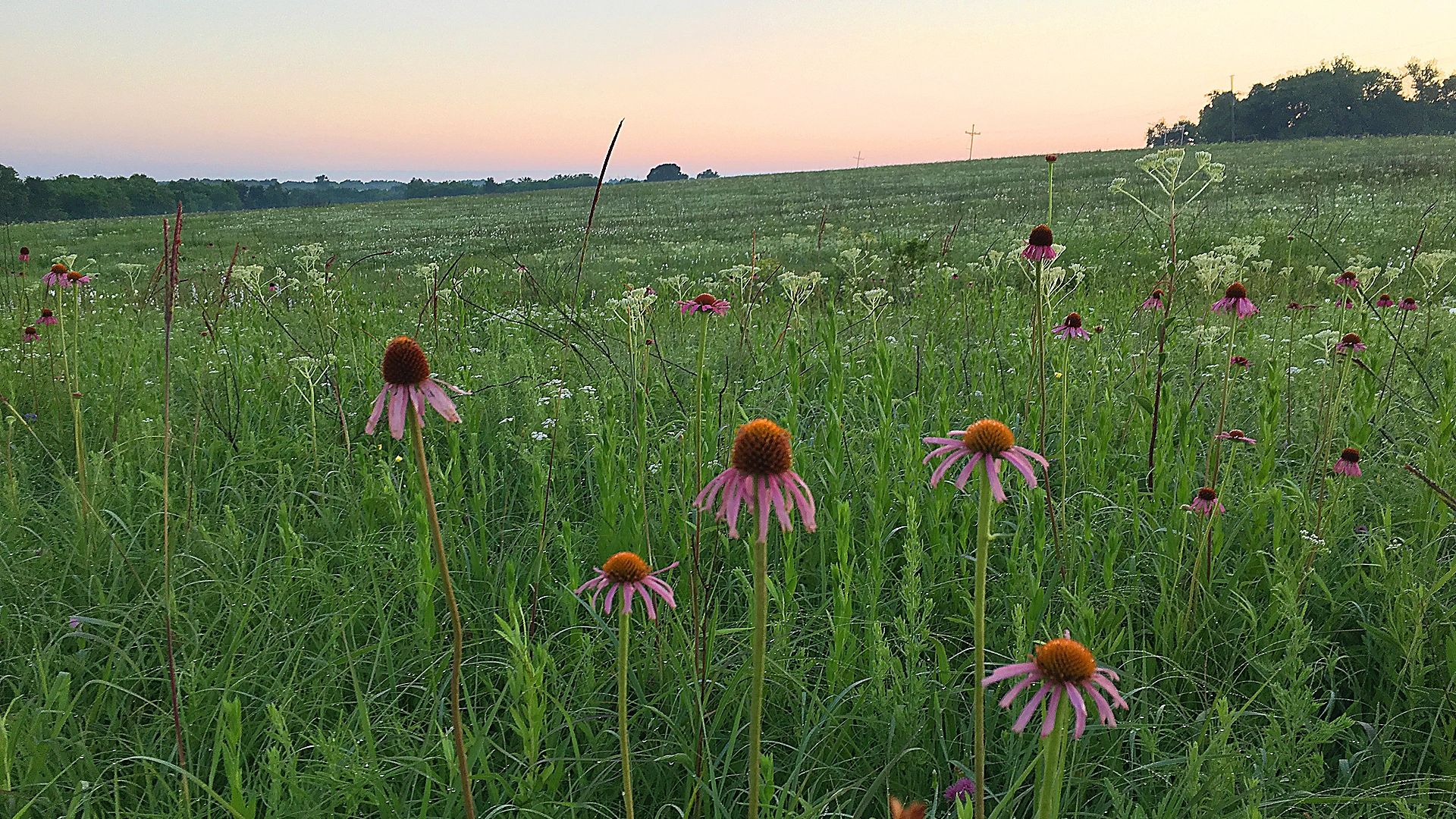 A farm of beautiful flowers