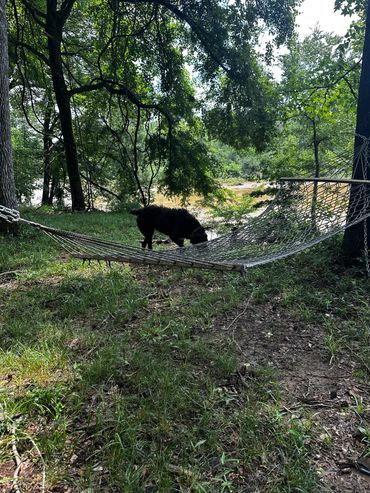 A black dog sniffs a hammock in a shaded riverside forest.