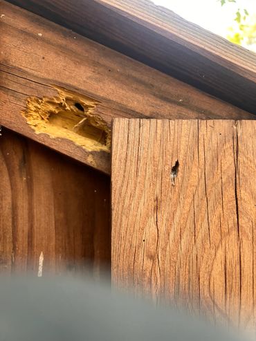 richmond, va pest control, carpenter bees, woodpecker damage, termite inspection, temites, pests