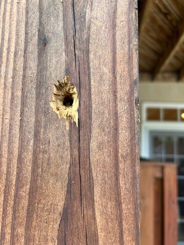 richmond, va pest control, carpenter bees, woodpecker damage, termite inspection, temites, pests