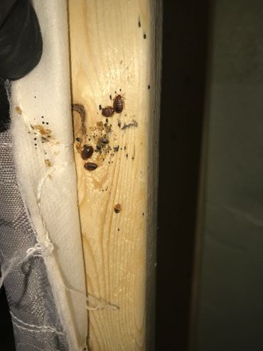 Bed bug bites, bed bugs, bed bugs bites, bed bug bite, bed bug spray, bed bug treatment