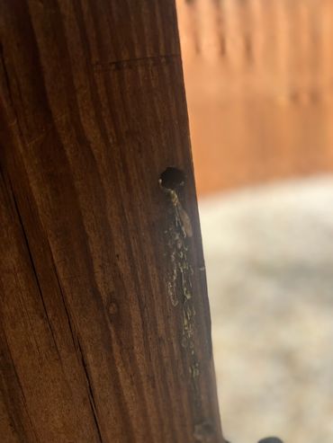 richmond, va pest control, carpenter bees, woodpecker damage, termite inspection, temites, pests