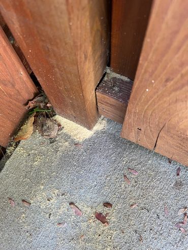 richmond, va pest control, carpenter bees, woodpecker damage, termite inspection, temites, pests