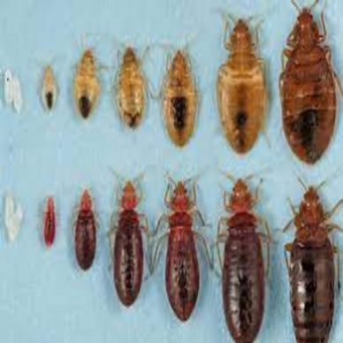 Bed bug life cycle from egg to adult.