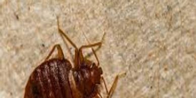 Adult bed bug