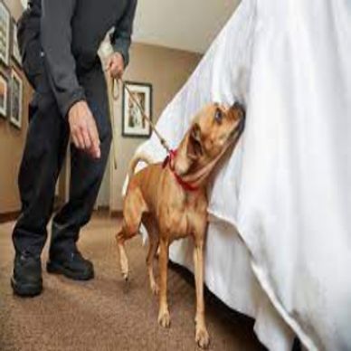 Bed bug sniffing dog looking for bed bugs on a bed.