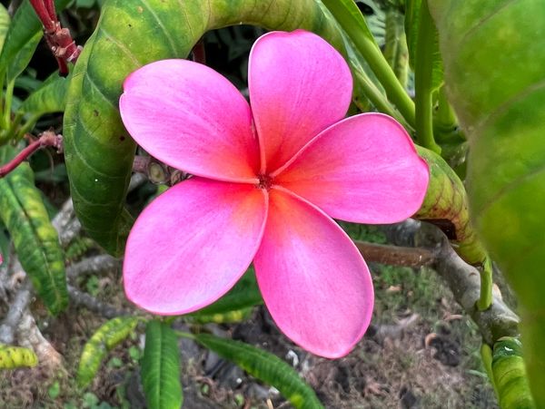 Pink Plumeria on Big Island, Hawaii 