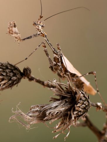 Sybilla pretiosa- cryptic mantis