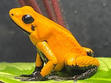 Traveler, One Of Our Adult Phyllobates Terribilis- Orange Blackfoot Females 