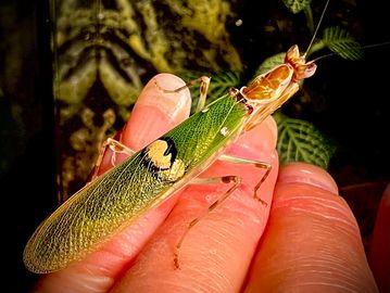 Gemma- One Of Our Adult Male Creobroter Gemmatus- Jeweled Flower Mantis

