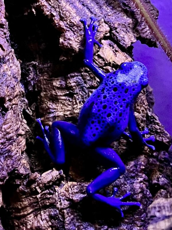 Our Dendrobates Tinctorius- Azureus Male, Azul 