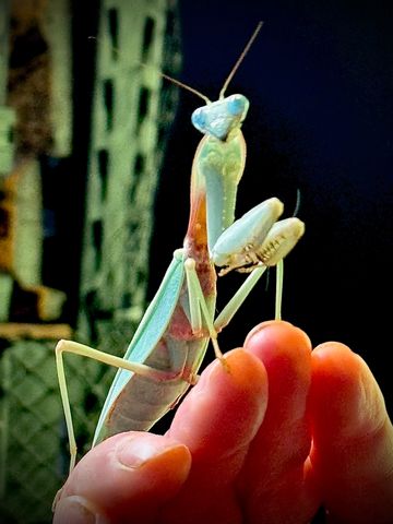 A Gorgeous Adult Female Rhombodera Megaera- Giant Asian Shield Mantis