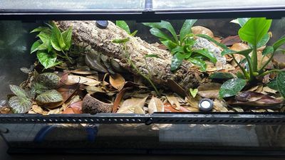 Dart Frog Natural Enclosure Suitable For A Pair Of Dendrobates Tinctorius Or Leucomelas 