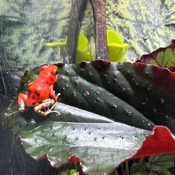 One Of Our Oophaga Pumilio Bastimentos Dart Frogs, Red Frog Beach Locale