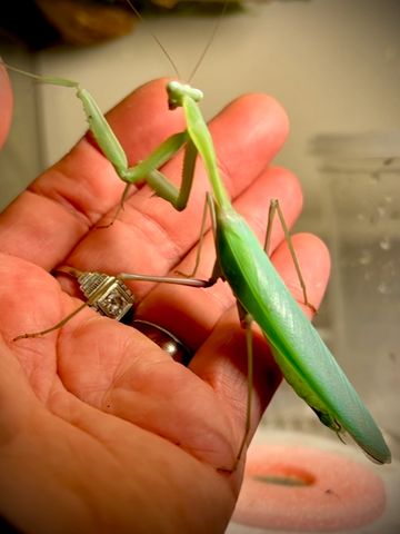 Kirby, One Of Our Adult Male Hierodula Membranacea- Giant Asian Mantis