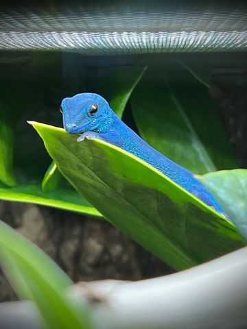 Sully, One Of Our Adult Male Lygodactylus Williamsi- Electric Blue Day Geckos