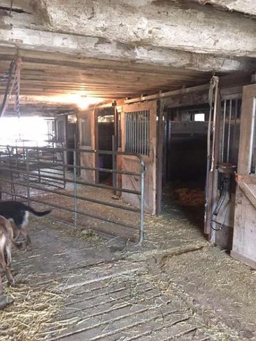 our small old but cozy barn.  currently 4 stalls.