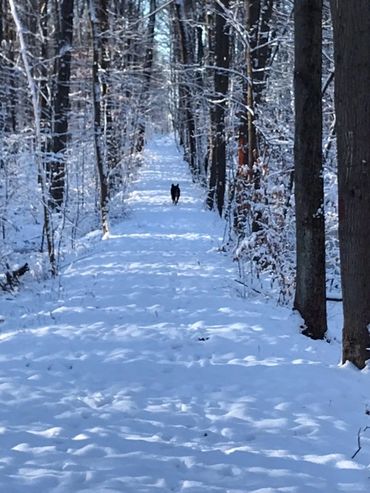 gorgeous trails through several acres of bush, along fields and quiet road.