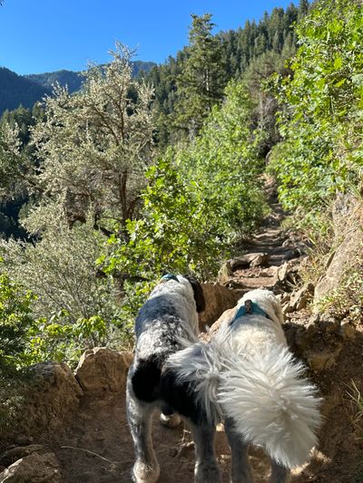 Two dogs hiking on a forest trail surrounded by trees and mountains.