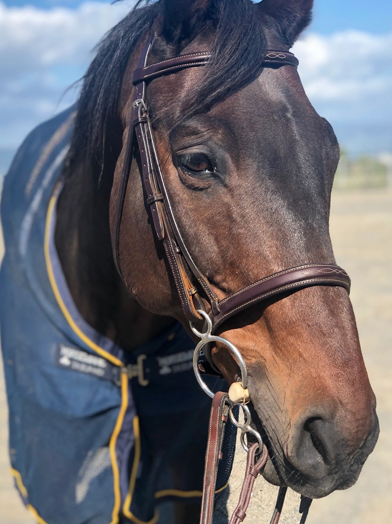 Equestrian Brown Horse Tack