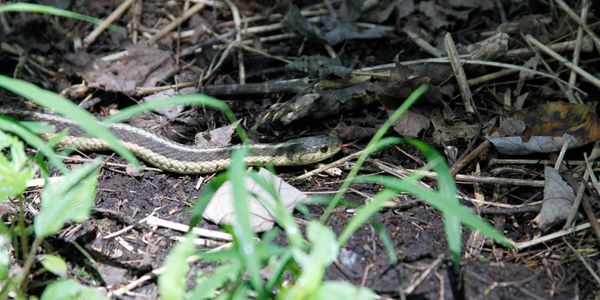 Close picture of a snake