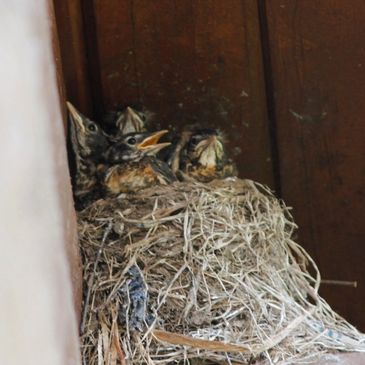 picture of a newborn birds