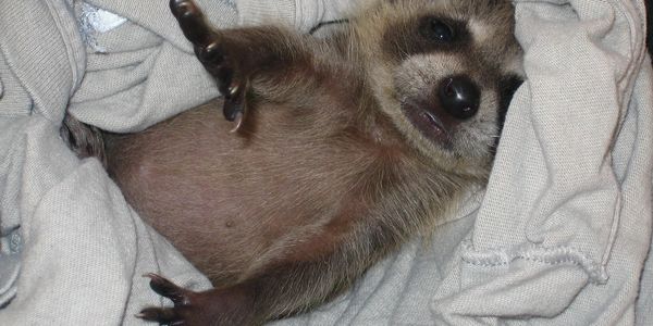 close picture of a Raccoon dog