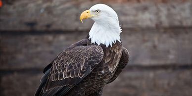 Pennsylvania Game Commission - Fathers, thanks for all of your hard work  and care! Did you know that male bald eagles participate in rearing young?  Both the male and female bald eagle