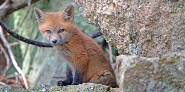 close picture of the fox