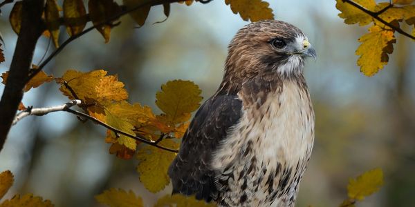 Picture of a baby eagle