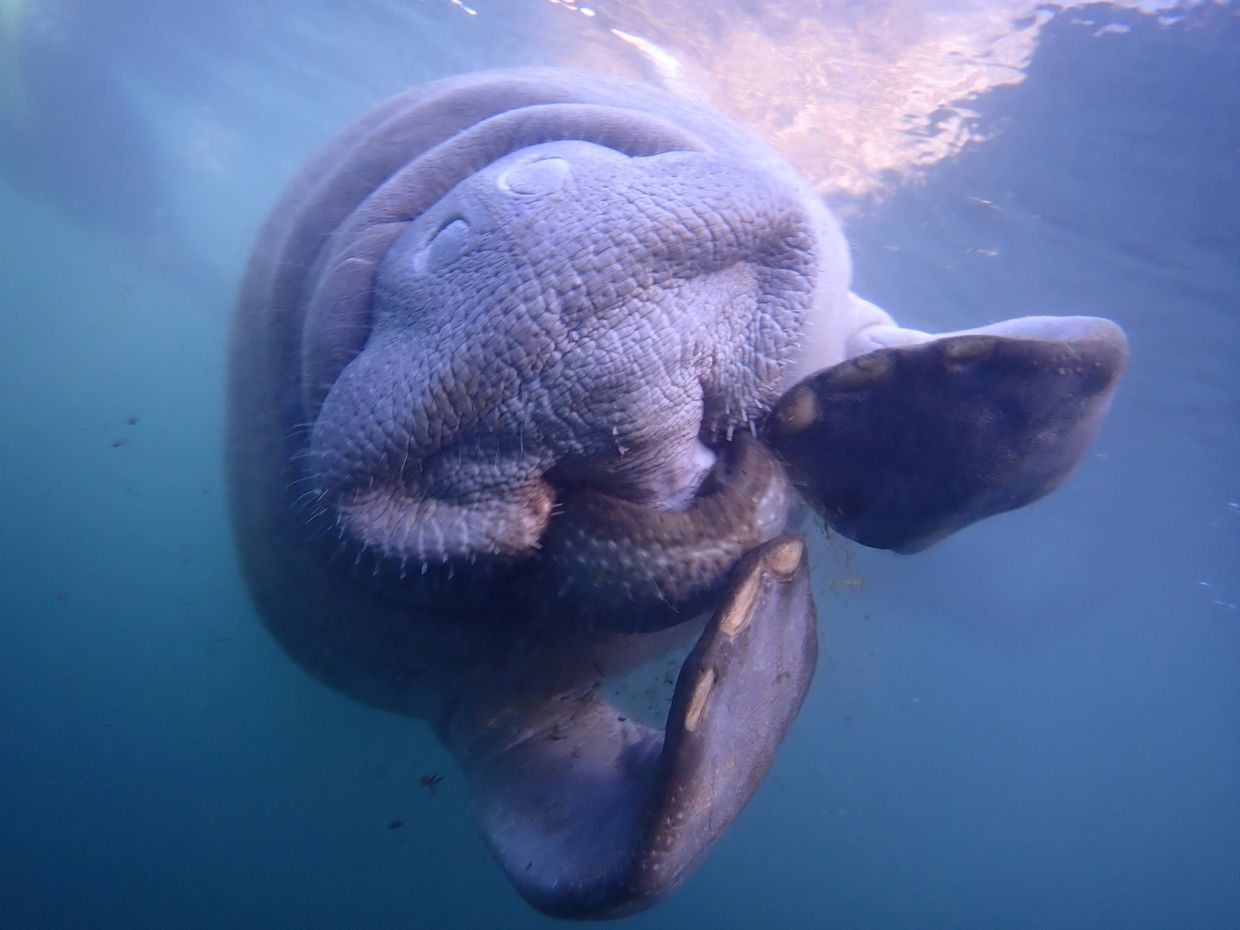 This Florida Town Is the Only Place in the U.S. to Swim with Manatees