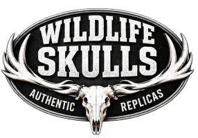 Wildlife Skulls