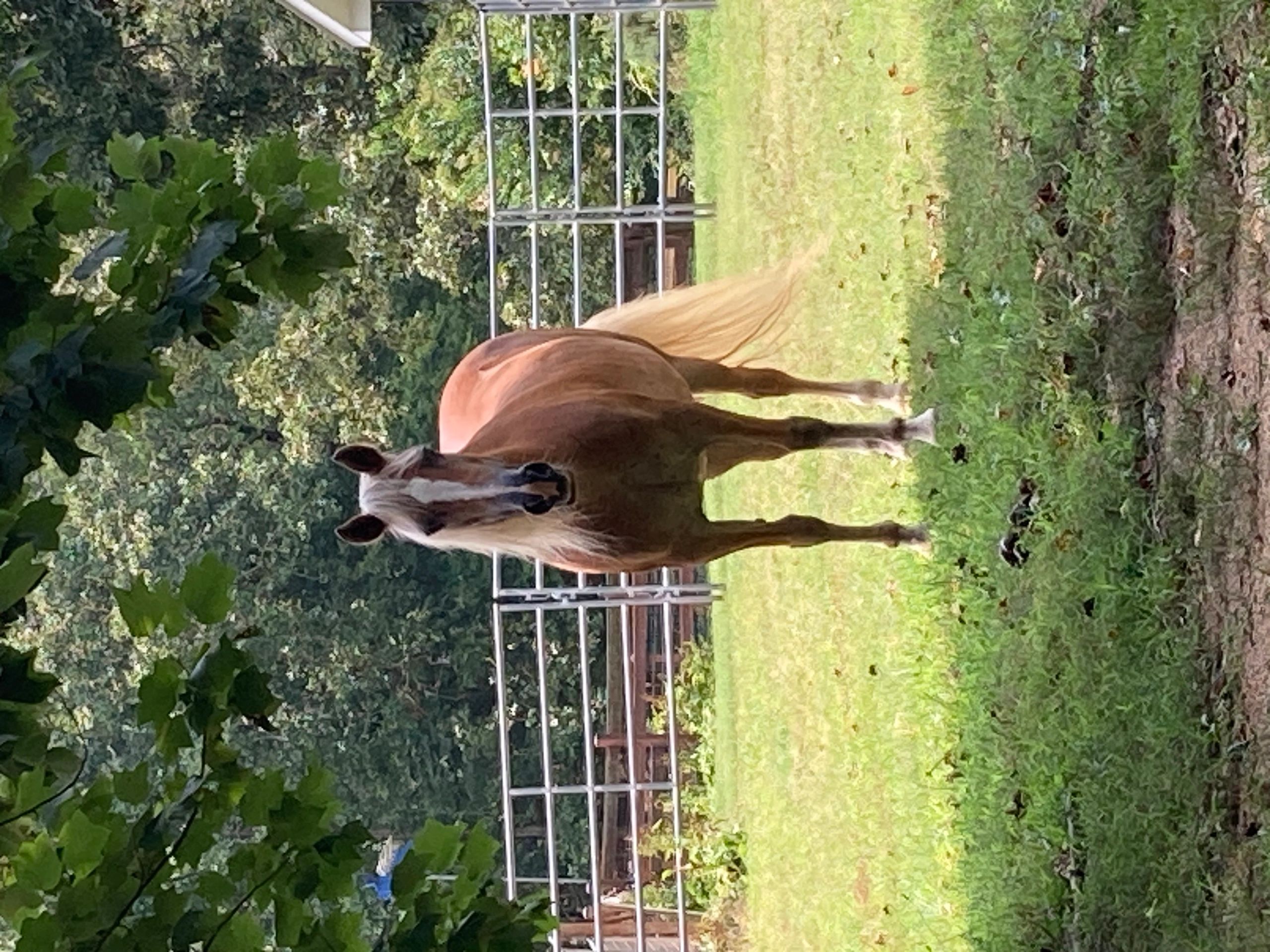 Jessie seeking shade.