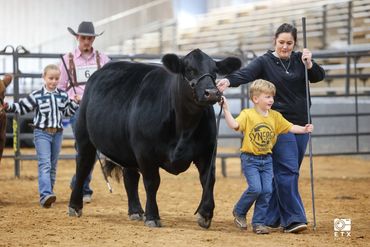 A family leads a black cow at a livestock show inside an arena.