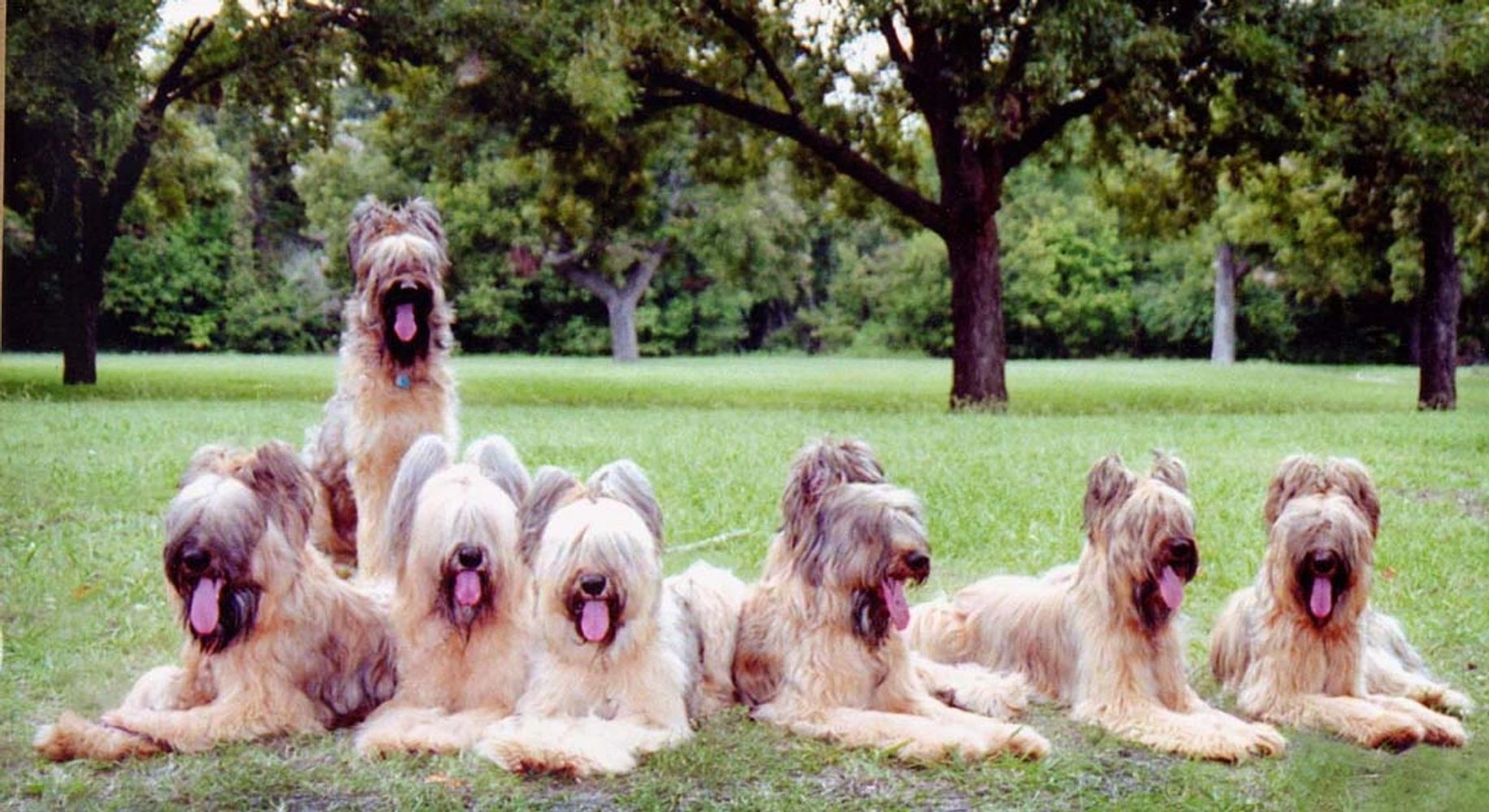 Pictured here, almost all of the puppies from our third litter.  An amazing feat getting this shot