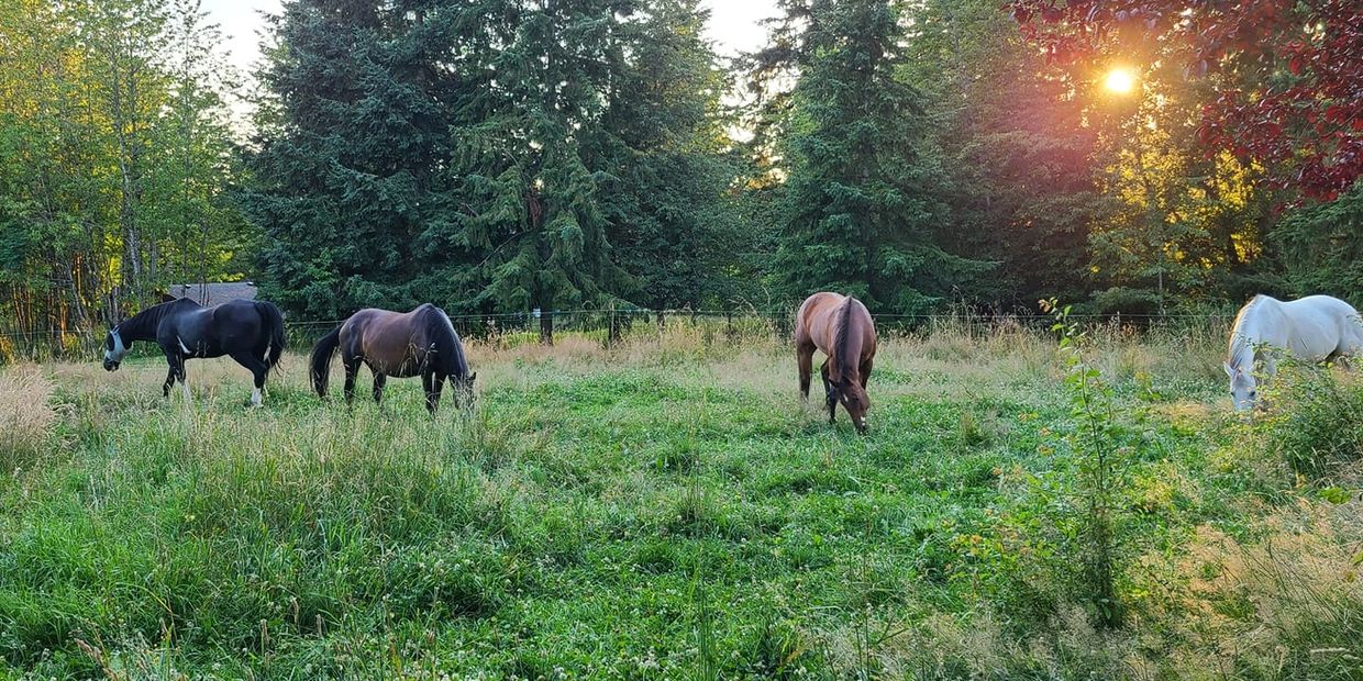4 horses in field with trees and sunset in the background