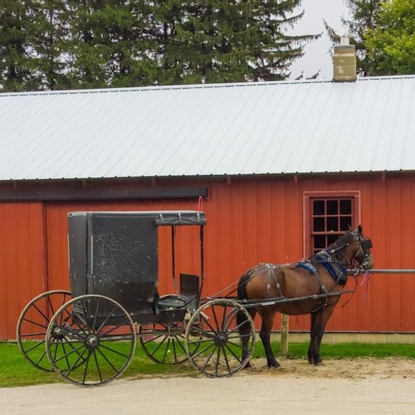 Amish horse and buggy