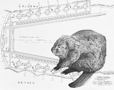 Illustration of a beaver superimposed on a schematic map between Arizona and Nevada.