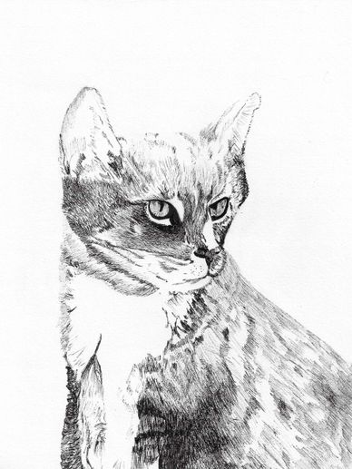 Detailed black and white sketch of a cat looking to the side.