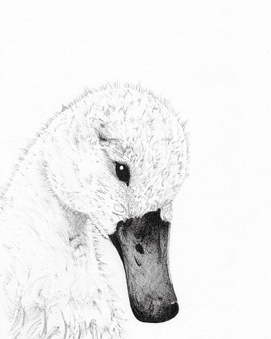 Detailed pencil sketch of a baby swan's head and neck.