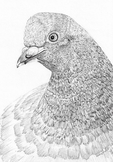 Detailed pencil drawing of a pigeon showing intricate feather texture.