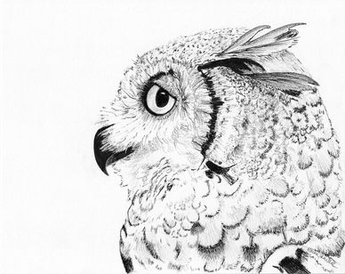 Detailed black and white pencil drawing of an owl in profile.
