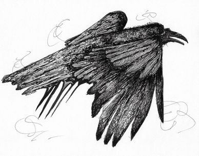 Detailed black ink drawing of a flying raven with textured feathers.